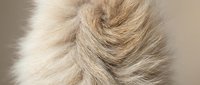 Close-up of soft beige animal fur texture with natural light creating warm tones and detailed hair strands for luxury fashion and textile design projects.