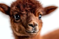 Close up portrait of brown alpaca face showing detailed features, soft wool texture, and expressive dark eyes against white background, suitable for animal photography.