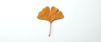 Single golden yellow ginkgo leaf isolated on white background for autumn seasonal design projects and botanical illustrations.