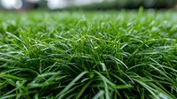 Fresh green grass blades with morning dew drops in macro view, natural lawn background showing vibrant spring growth and healthy turf texture.
