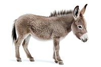 Young brown donkey foal standing in profile view on white background, isolated farm animal with fluffy fur coat and distinctive long ears.