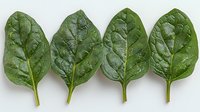 Fresh raw spinach leaves arranged in row on white background, organic healthy green vegetable with water drops, clean eating concept for food design.