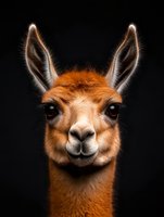 Close-up portrait of red-brown llama with long ears and expressive eyes against black background, showing detailed facial features and fur texture.