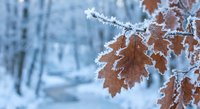 Frost-covered brown oak leaves hanging on winter branch with snowy forest background creating seasonal nature scene for holiday and cold weather designs.