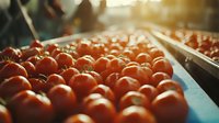 Fresh ripe red tomatoes on conveyor belt in food processing facility, quality control and sorting of agricultural produce in natural sunlight.