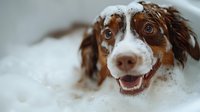 Playful Australian Shepherd dog with soap suds on head during bath time shows happy expression with mouth open and bright eyes in white foam bubbles background.
