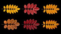 Six autumn rowan leaves in red, orange, and yellow tones, isolated on transparent background. Ready for T-shirts, stickers, clipart, sublimation, and print on demand.