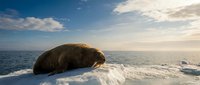 Large walrus resting on ice floe in Arctic ocean waters during golden hour sunset with dramatic cloudy sky and pristine polar wilderness landscape.