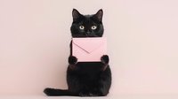 Black cat holding pink envelope against soft pink background, perfect for greeting cards, pet communication concepts, or social media posts.