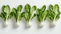 Fresh bok choy or pak choi vegetables with green leaves and white stems arranged in a row on white background for healthy cooking and food design.