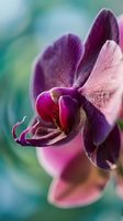 Purple orchid flower in full bloom with delicate petals and visible stamen against soft blurred background for botanical and floral design projects.