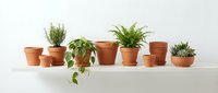 Collection of small houseplants in terracotta pots arranged on white shelf against neutral wall for home decor and indoor gardening projects.