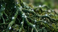 Fresh green moss with sparkling water droplets after rain creating natural texture for organic backgrounds and nature designs.