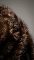 Close-up of brown dog's head and eye with detailed fur texture against neutral background, suitable for pet care, veterinary, and animal wellness marketing materials.