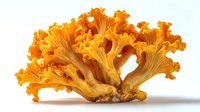 Fresh golden chanterelle mushrooms cluster on white background, showcasing vibrant orange color and distinctive trumpet-shaped caps for culinary use.