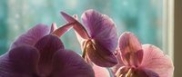 Purple and pink orchid flowers blooming indoors with soft natural lighting creating elegant floral display for home decor and botanical photography.