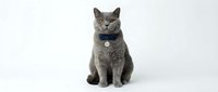 Gray cat wearing navy blue bow tie and collar with bell, sitting on white background, isolated for pet care, fashion and greeting card designs.