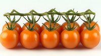 Fresh orange cherry tomatoes on vine arranged in row showing natural stem connection. Clean bright produce on white background for food photography.