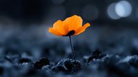 Single orange poppy flower blooming in dark moody landscape with soft bokeh background. Nature photography concept for spring growth and resilience.