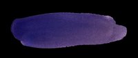 Watercolor brush stroke in deep purple and blue tones, isolated on transparent background. Ready for graphic design, sublimation, t-shirt printing, stickers, and digital crafts.