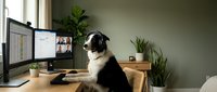 Border collie dog sitting at wooden desk with computer monitor displaying video conference call in modern home office workspace with plants.