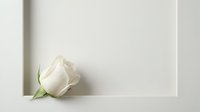 Single white rose flower lying on neutral beige background with soft shadows creating minimalist elegant composition for romantic greeting cards.