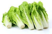 Fresh romaine lettuce hearts arranged in row showing crisp green leaves and white stems on bright background, isolated food photography for healthy eating concepts.