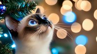 Siamese cat with striking blue eyes gazes upward near Christmas tree branches with soft bokeh lights creating magical holiday atmosphere. Perfect for seasonal greeting cards.