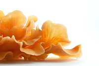 Fresh orange oyster mushrooms with delicate gills and wavy edges on white background, macro view showing natural texture and patterns. Isolated for culinary and design use.