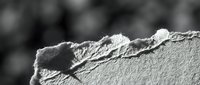 Torn paper edge with rough texture in black and white monochrome style for graphic design and creative projects.