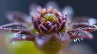 Macro close-up of succulent plant with water droplets on purple and green leaves creating natural botanical texture for organic garden designs.