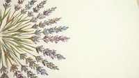 Fresh lavender stems arranged in natural bundle on cream background with copy space for aromatherapy and wellness designs.
