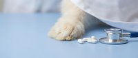 White dog paw with stethoscope and pills on blue surface, veterinary care and pet health concept for medical and animal wellness designs.
