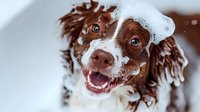 Happy wet Springer Spaniel dog with soap bubbles and foam during bath time shows playful expression with bright eyes and open mouth in close-up portrait.