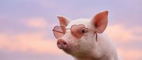 Cool pig wearing sunglasses against pastel sky background. Trendy farm animal portrait with stylish eyewear for humorous advertising and social media content.