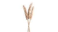 Minimalist copper metallic wheat stalks arranged in simple composition on white background, isolated design element for modern decor and artistic projects.
