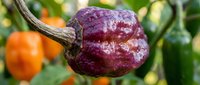 Fresh purple chili pepper growing on plant with colorful peppers in background, organic vegetable garden harvest for cooking and culinary spice ingredients.