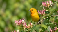 Small yellow songbird perched on blooming honeysuckle branch with pink flowers against soft green background for nature and wildlife photography.