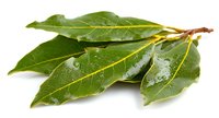 Fresh bay leaves with water droplets, aromatic culinary herb used in Mediterranean cooking for soups, stews, and marinades.