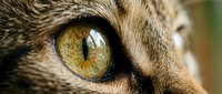 Close-up macro shot of domestic cat eye with golden amber iris and detailed fur texture showing natural feline anatomy and whiskers in sharp focus.