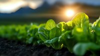 Young green soybean plants growing in fertile soil at sunrise with warm golden light illuminating fresh leaves in agricultural field during spring season.