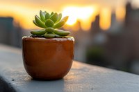 Small green succulent plant in brown ceramic pot against golden sunset background, shallow depth of field creates dreamy atmosphere for home decor.