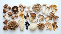 Assorted fresh mushroom varieties including shiitake, oyster, enoki, and wild fungi arranged on white background for culinary and cooking projects.