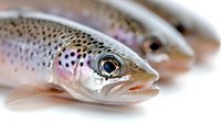 Fresh Atlantic salmon fish with spotted skin pattern and bright eye closeup on white background for culinary and seafood market use.