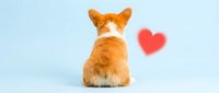 Adorable orange and white corgi puppy sitting with back turned showing fluffy fur next to floating red heart on clean white background for pet love designs.