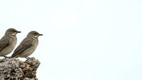 Two small brown songbirds perched on rocky surface against clean white background, isolated for nature and wildlife design projects.