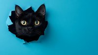 Adorable black kitten with bright yellow eyes peeking through torn blue paper hole, playful pet portrait with copy space for creative design projects.