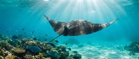 Graceful manta ray gliding through crystal clear tropical waters above vibrant coral reef with sunbeams streaming from surface creating magical underwater scene.