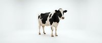 Young black and white dairy cow standing against white background, suitable for agricultural, farming, livestock, and dairy industry marketing materials.