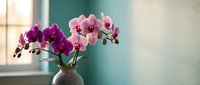 Purple and pink orchid flowers in ceramic vase on windowsill with natural sunlight creating peaceful indoor botanical display for home decor.